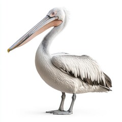 Obraz premium Isolated White Pelican With Gray Beak and Detailed Plumage Standing on White Background a Beautiful Specimen