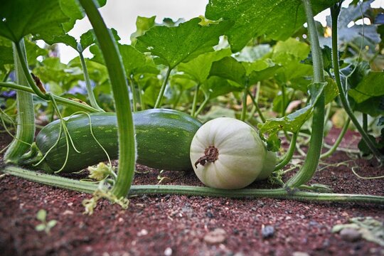 Plantaci&oacute;n de zapallo