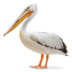 Obraz premium White Pelican with Large Beak Isolated on White Background in Studio Shot
