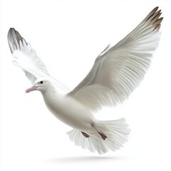 Obraz premium Majestic White Albatross in Flight with Fully Extended Wings Isolated Against White Background A Symbol of Freedom and Graceful Motion