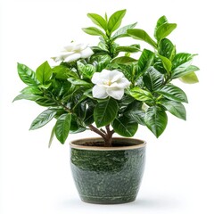 Small Gardenia Shrub in a Green Pot with White Flowers and Lush Green Leaves Isolated on a Clean White Background in Bright Studio Lighting