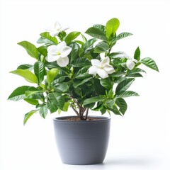 Fototapeta premium Small Gardenia Shrub in Dark Gray Pot with White Flowers and Green Leaves Isolated on White Backdrop in Bright Studio Lighting
