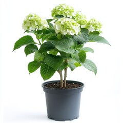 Small Hydrangea Bush in a Gray Pot with White and Green Blooms and Dark Green Leaves Isolated on a White Background with Bright Lighting