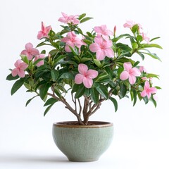 Small Oleander Shrub in a Ceramic Pot with Pink Flowers Isolated on White Background in Studio Lighting