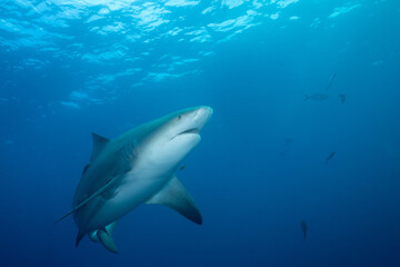 Bull shark swimming in open ocean