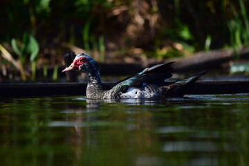 Pato