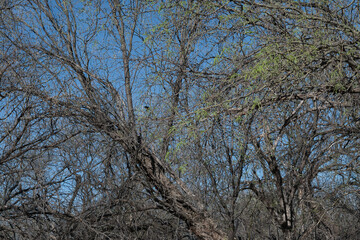 Catalina Regional Park, Tucson, Arizona