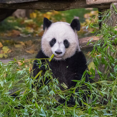 Obraz premium Young giant panda eating bamboo in the grass, portrait 