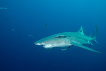 Lemon shark swimming in blue ocean