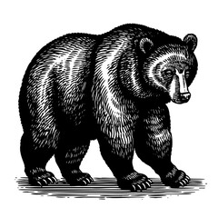 Detailed Grizzly Bear in Engraving Style
