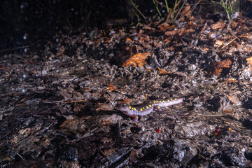 Spotted salamander on leafy forest floor