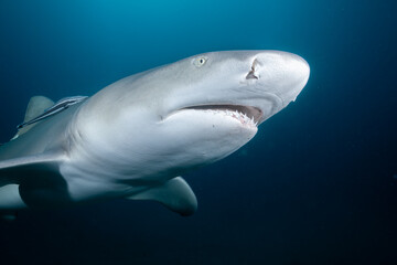 Ultra closeup of lemon shark