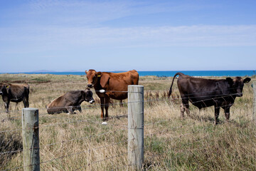 cows on the farm