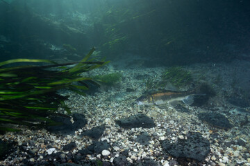 Spotted sucker at bottom of river