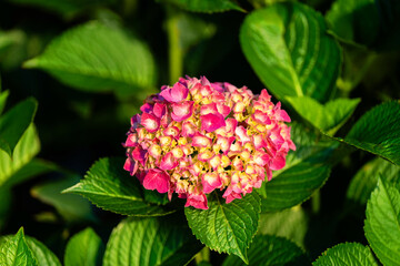 Vibrant pink hydrangea cluster in the early stages of bloom, surrounded by lush green leaves. Sunlight enhances the colorful transition of budding petals