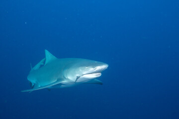 Lemon shark swimming in blue ocean