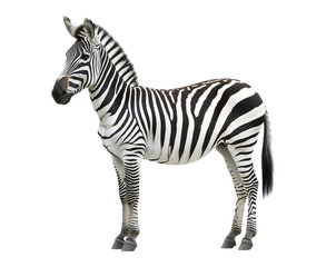 Fototapeta premium Zebra Standing Gracefully - A realistic zebra standing against a transparent background. Perfect for wildlife, safari, or educational themes