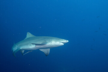 Fototapeta premium Lemon shark in the open ocean