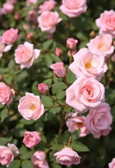 Fototapeta premium Delicate pink rose bush, single long-stemmed blooms, delicate, close-up, springtime