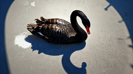 Black swan resting on a smooth surface casting a distinct shadow in bright sunlight at midday