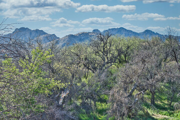 Fototapeta premium Catalina Regional Park, Tucson, Arizona
