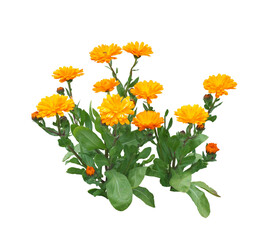 キンセンカ　4月撮影