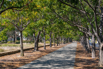 A sunlit walking trail lined with Azadirachta indica trees creates a peaceful pedestrian corridor...