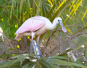 Juvenile Roseate Spoonbill
