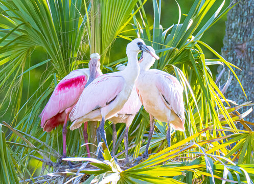 Roseate spoonbill nest