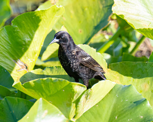 blackbird in a Lily pad