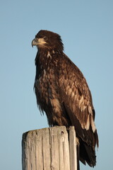 Juvenile Bald Eagle 