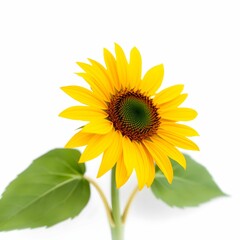 Obraz premium Vibrant yellow sunflower, single bloom, large petals, dark brown center, green leaves, white background, botanical illustration, macro photography, bright and cheerful, high contrast