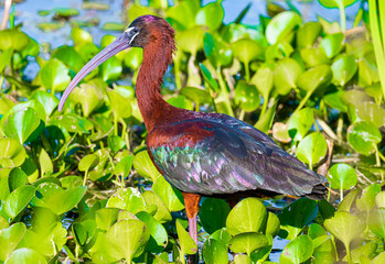 Colorful glossy ibis