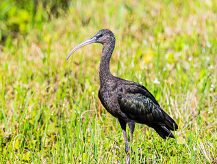 Glossy Ibis Portrait 
