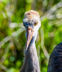 Sandhill crane colt close up