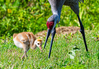 Sandhill crane and colt