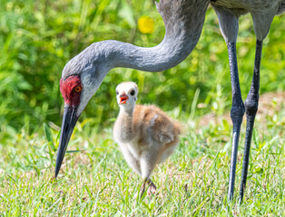Sandhill crane and baby © Eli Freidus