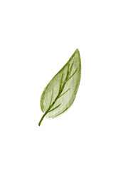 Watercolor Olive Green Single Leaf Botanical Illustration