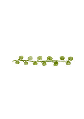 Watercolor Olive Green Vine with Round Leaves, Horizontal Design Element