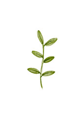 Watercolor Olive Branch: Simple, Elegant Botanical Illustration