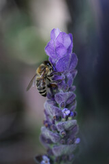 close up lavender a bee on a flower