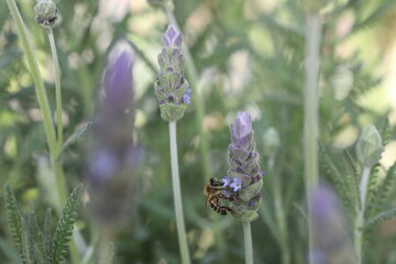 close up lavender a bee on a flower