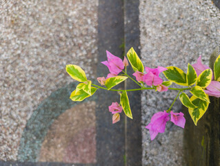 Pink paper flowers, top view photo