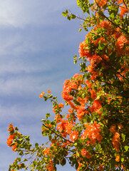 Red paper flowers blushing sky background