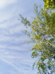 Minimalist photo of trees with lots of negative space and blue sky