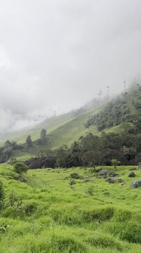valle de cocora, salento colombia en vertical