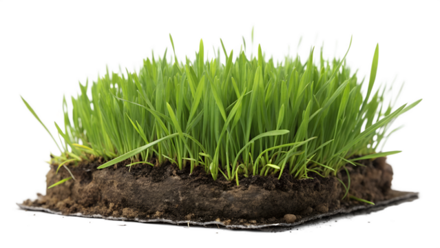 green grass isolated against a transparent background