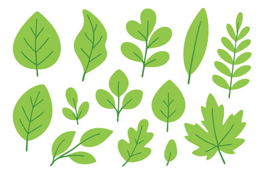 Cole&ccedil;&atilde;o de folhas verdes em vetor PNG e SVG&mdash; ideal para projetos gr&aacute;ficos, convites, decora&ccedil;&atilde;o ecol&oacute;gica e papelaria criativa