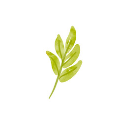 Watercolor Style Green Leaf Sprig, Simple Botanical Illustration