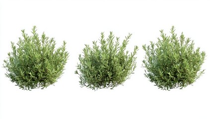 Three small, green bushes